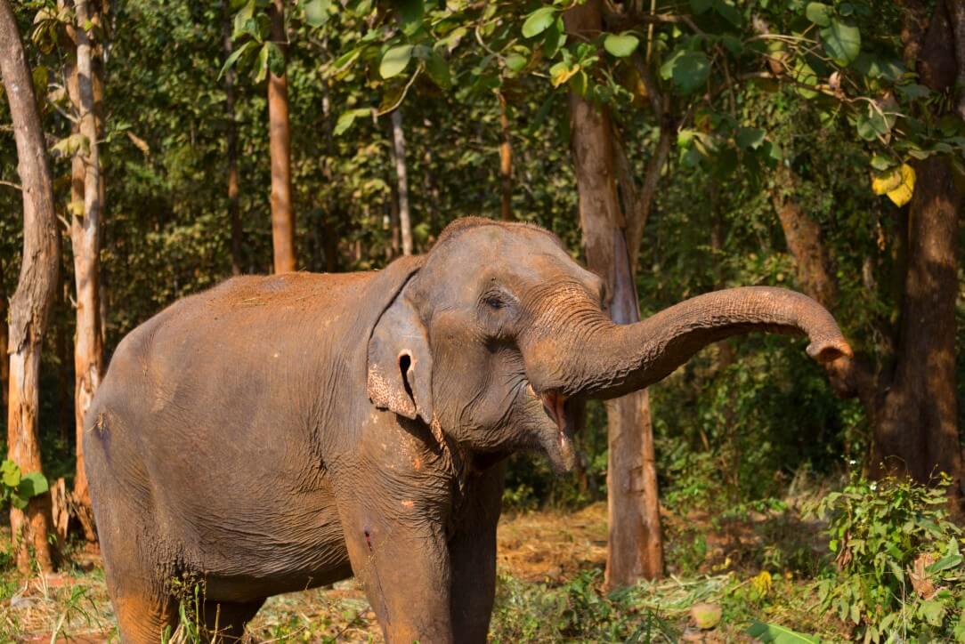 laos9